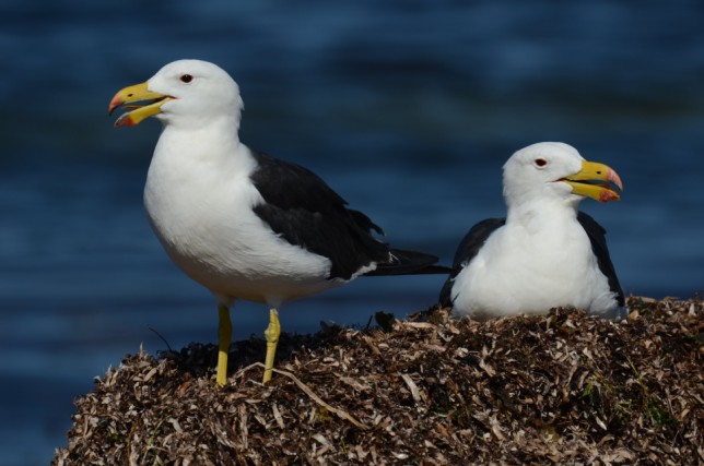 Photo of Pacific Gull