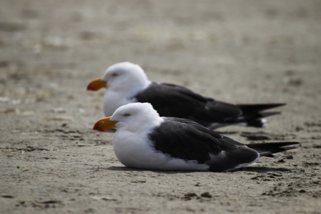 Photo of Pacific Gull