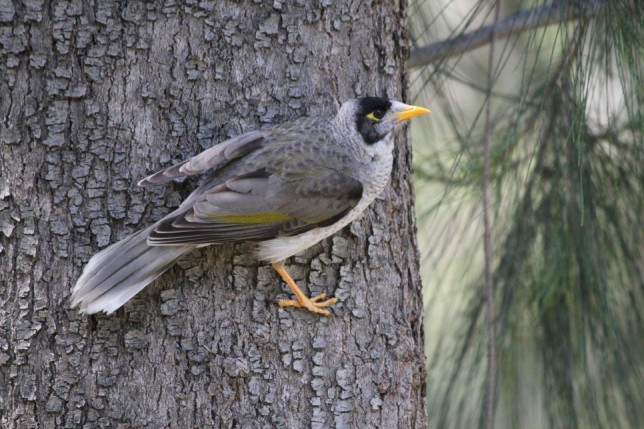 Photo of Noisy Miner
