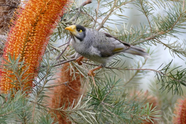 Photo of Noisy Miner