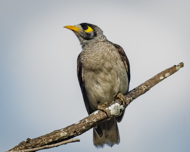 Photo of Noisy Miner