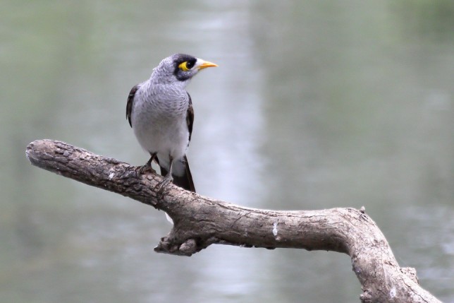 Photo of Noisy Miner