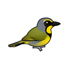 Thumbnail of Birdorable Bokmakierie 