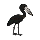 Thumbnail of Birdorable African Openbill 