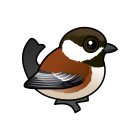 Thumbnail of Birdorable Chestnut-backed Chickadee 