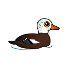 Thumbnail of Birdorable White-winged Duck 