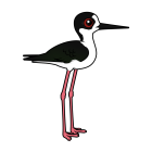 Thumbnail of Birdorable Black-winged Stilt Male