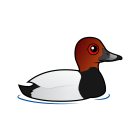 Thumbnail of Birdorable Common Pochard 