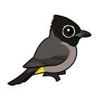 Thumbnail of Birdorable White-spectacled Bulbul 