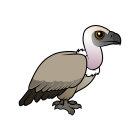 Thumbnail of Birdorable Cape Vulture 