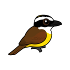Thumbnail of Birdorable Great Kiskadee 