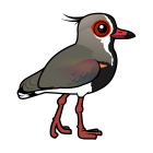 Thumbnail of Birdorable Southern Lapwing 