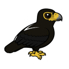 Thumbnail of Birdorable Verreaux’s Eagle 