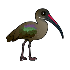 Thumbnail of Birdorable Hadada Ibis 