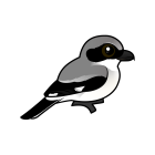 Thumbnail of Birdorable Loggerhead Shrike 