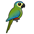 Thumbnail of Birdorable Red-bellied Macaw 