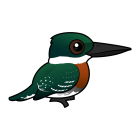 Thumbnail of Birdorable Green Kingfisher 