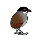 Thumbnail of Birdorable Jocotoco Antpitta 