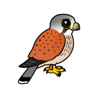 Thumbnail of Birdorable Common Kestrel 