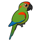 Thumbnail of Birdorable Red-fronted Macaw 