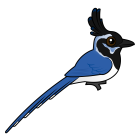 Thumbnail of Birdorable Black-throated Magpie-Jay 