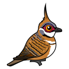 Thumbnail of Birdorable Spinifex Pigeon 