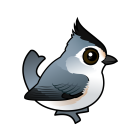 Thumbnail of Birdorable Black-crested Titmouse 