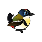 Thumbnail of Birdorable Many-colored Rush Tyrant 