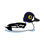 Thumbnail of Birdorable Barrow's Goldeneye 