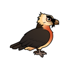 Thumbnail of Birdorable Lammergeier 