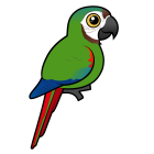 Thumbnail of Birdorable Chestnut-fronted Macaw 