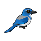 Thumbnail of Birdorable California Scrub-Jay 