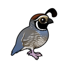 Thumbnail of Birdorable California Quail 