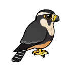 Thumbnail of Birdorable Aplomado Falcon 
