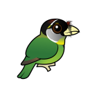 Thumbnail of Birdorable Fire-tufted Barbet 
