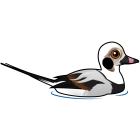 Thumbnail of Birdorable Long-tailed Duck 