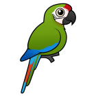 Thumbnail of Birdorable Great Green Macaw 