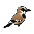 Thumbnail of Birdorable Iranian Ground-Jay 