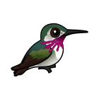 Thumbnail of Birdorable Calliope Hummingbird 