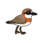 Thumbnail of Birdorable Siberian Sand-Plover 