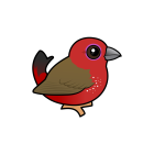 Thumbnail of Birdorable African Firefinch 