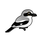 Thumbnail of Birdorable Northern Shrike 
