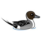 Thumbnail of Birdorable Northern Pintail 