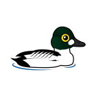 Thumbnail of Birdorable Common Goldeneye 