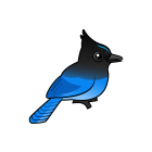 Thumbnail of Birdorable Steller's Jay 