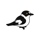 Thumbnail of Birdorable Collared Flycatcher 
