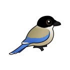 Thumbnail of Birdorable Iberian Magpie 