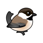 Thumbnail of Birdorable Gray-headed Chickadee 