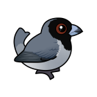 Thumbnail of Birdorable Black-faced Tanager 