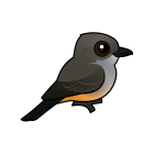Thumbnail of Birdorable Say's Phoebe 